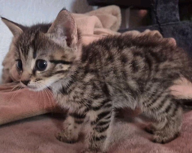 Bengaalse Kittens, Dieren en Toebehoren, Poes, Ontwormd, 0 tot 2 jaar