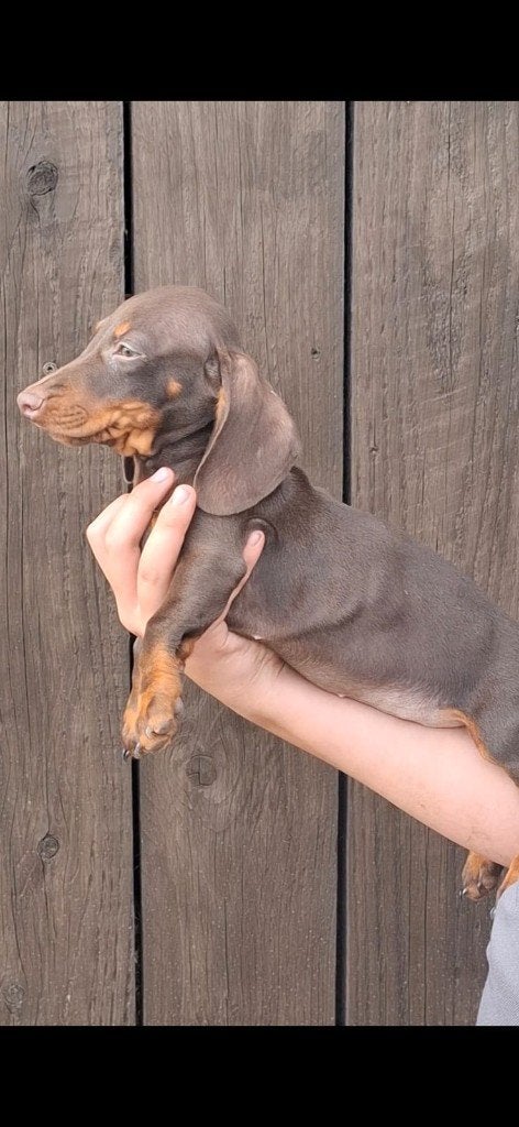 Prachtige blue merle en choco tan teckels, 8 tot 15 weken, Korthaar, Meerdere, Meerdere dieren