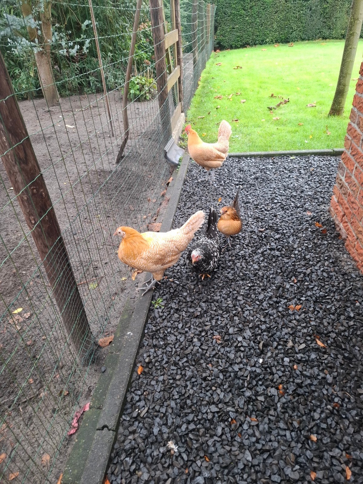 2 jonge friese hoen hennen, Dieren en Toebehoren, Vrouwelijk, Kip