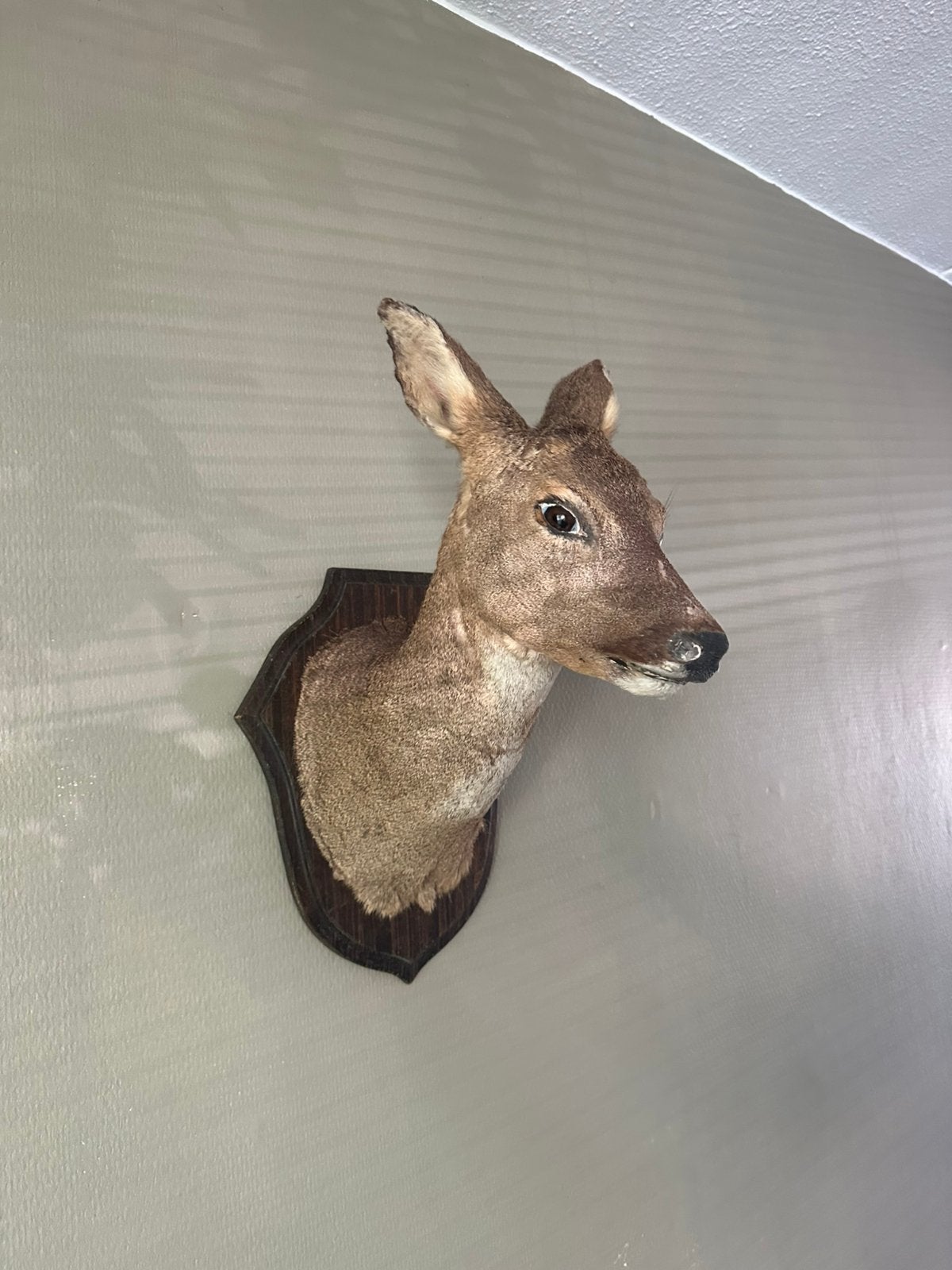Opgezette ree op schild taxidermie, Ophalen of Verzenden, Opgezet dier