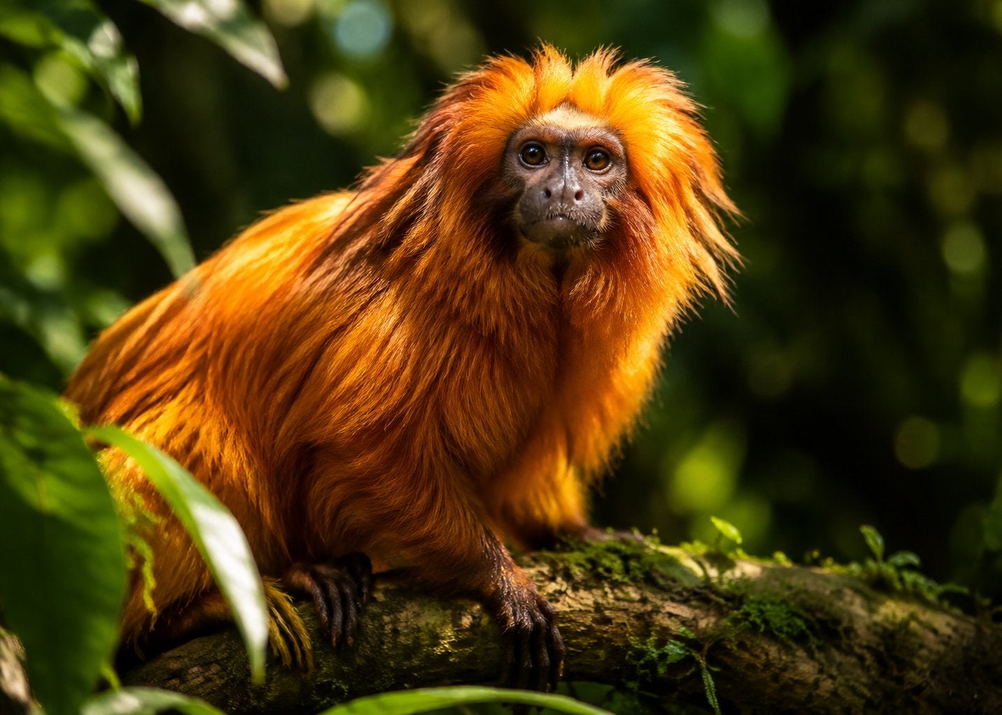 Gouden leeuwaapje dierenmagneet – Wildlife Explorer, Ophalen of Verzenden, Nieuw, Wild dier, Overige typen