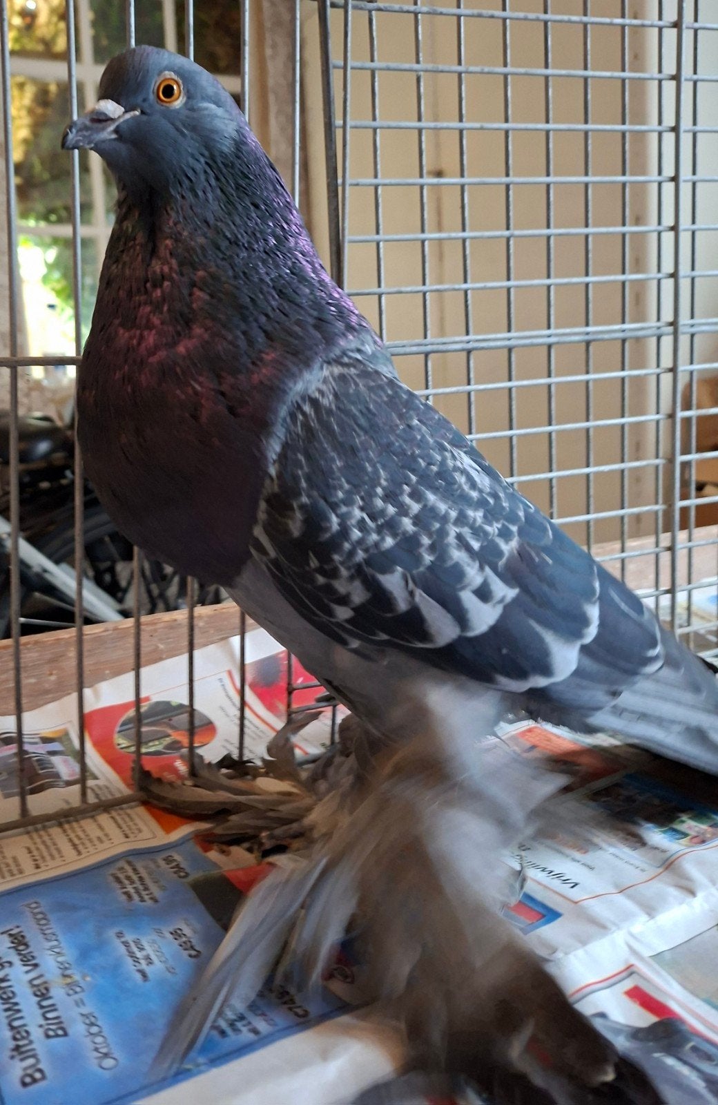 Hollandse kropper., Dieren en Toebehoren, Mannelijk, Overige soorten