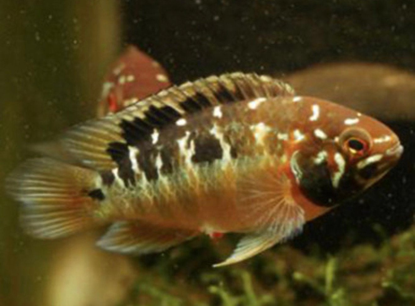 Gratis: Ivanacara Bimaculata man., Vis