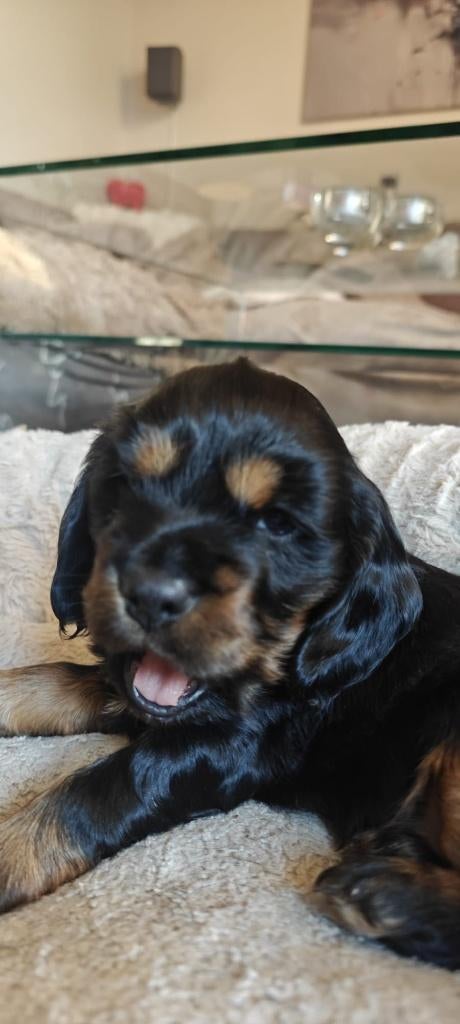 Engelse cockerspaniel pups, Dieren en Toebehoren, Honden | Retrievers, Spaniëls en Waterhonden, 8 tot 15 weken, Meerdere, Meerdere dieren