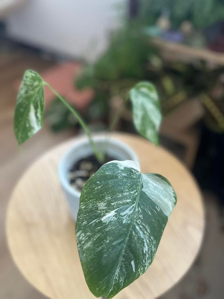 Monstera Albo, Huis en Inrichting, Kamerplanten, Ophalen, Halfschaduw, Minder dan 100 cm