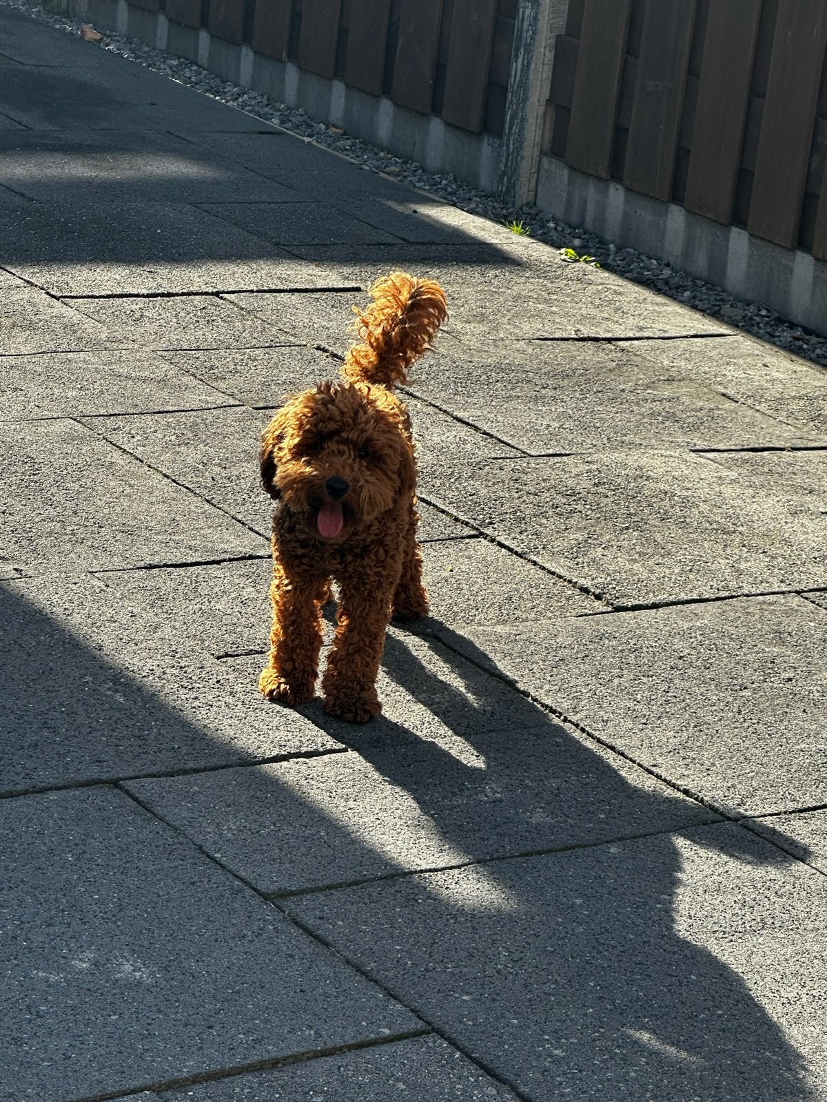 Toy poedel dekreu, Dieren en Toebehoren, Honden | Dekreuen, Rabiës (hondsdolheid), Reu, 1 tot 2 jaar, Eén hond