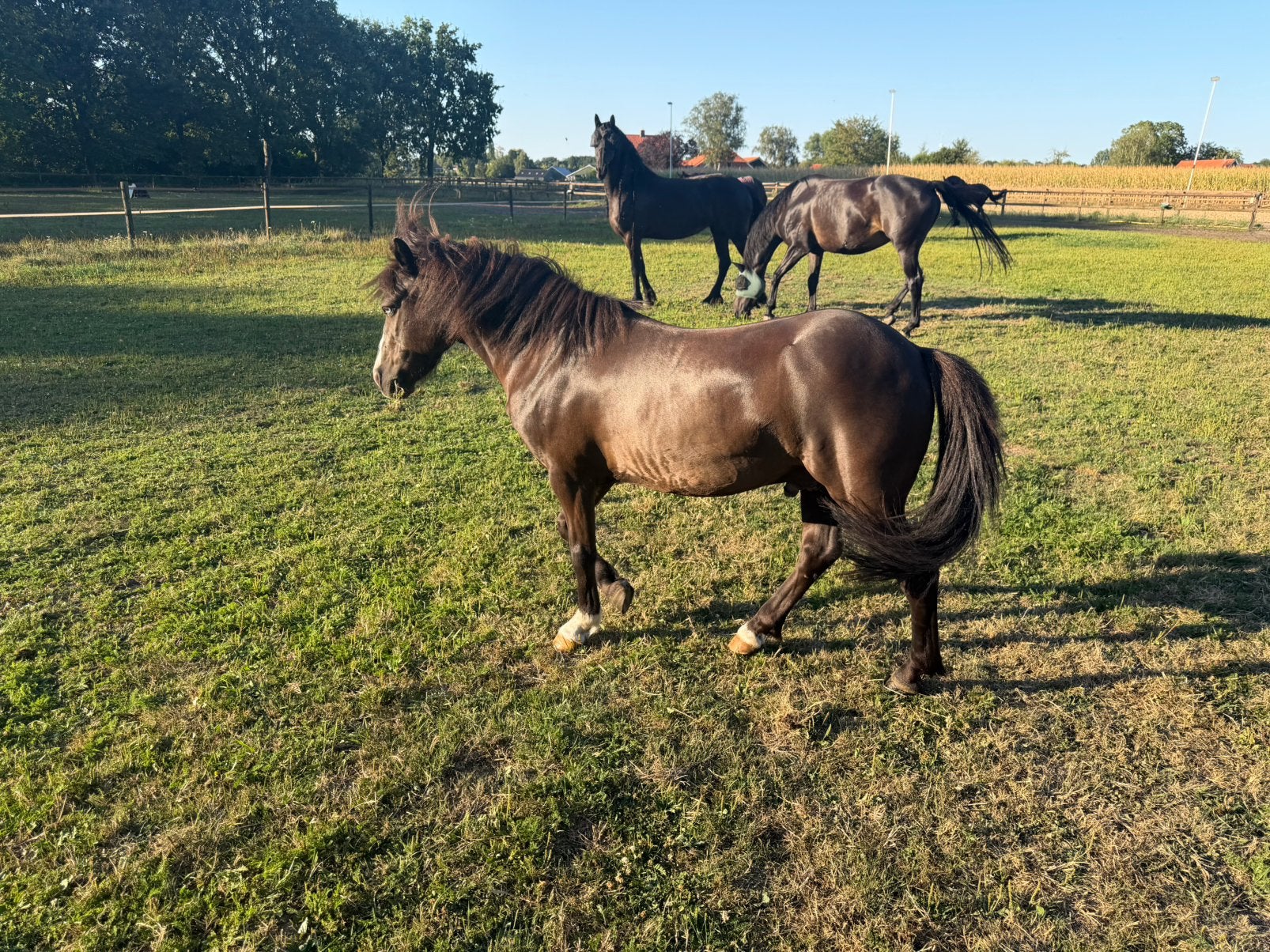 Te koop: betrouwbare en kindvriendelijke A-pony ruin, Dieren en Toebehoren, Met stamboom, Ruin, Zadelmak, A pony (tot 1.17m)