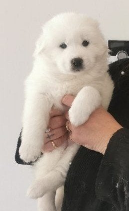 pups samojeed x, 8 tot 15 weken, Poolhond, Meerdere, Meerdere dieren