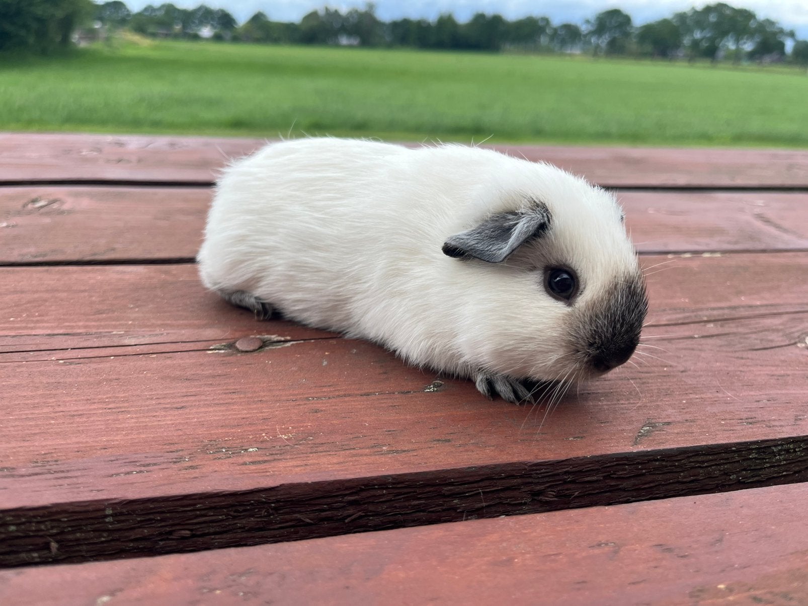 California zwart zeugjes, Dieren en Toebehoren, Knaagdieren, Cavia, April, Vrouwelijk, Tam