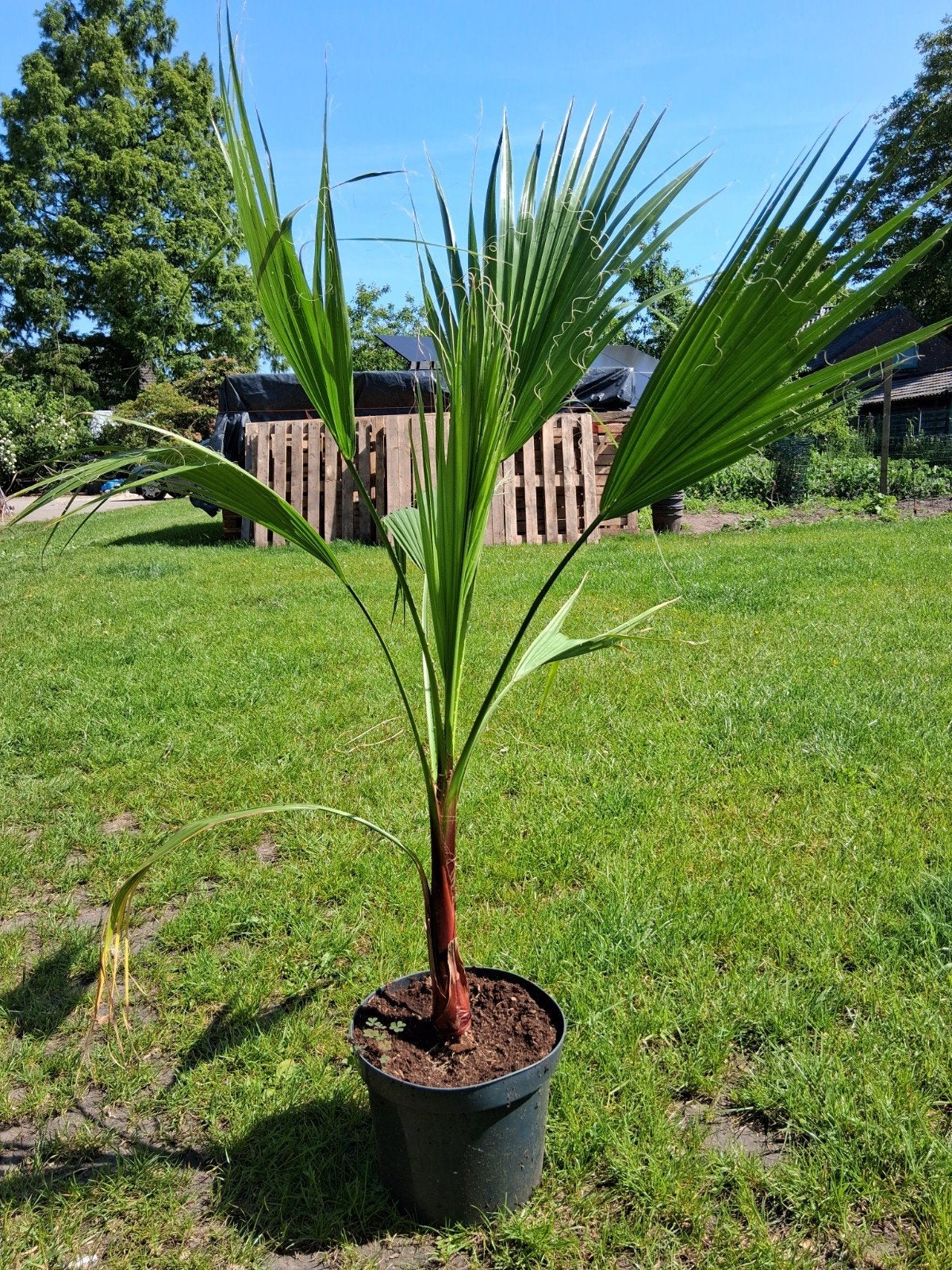 Waschingtonia, Mexicaanse waaierpalm, Ophalen of Verzenden