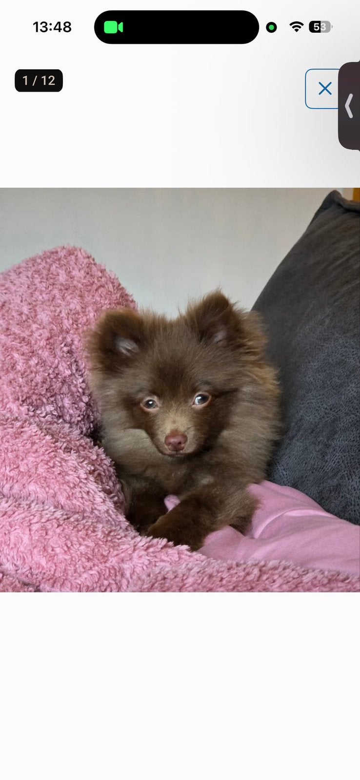 Pomeriaan te koop, 15 weken tot 1 jaar, Overige rassen, Teef, Eén hond