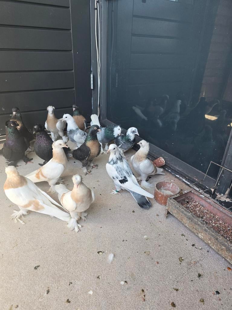 Takla, Dieren en Toebehoren, Kip