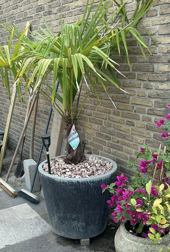 Grote waaierpalm  fortunei palm in stenen pot, Ophalen, Vaste plant, Overige soorten, Volle zon