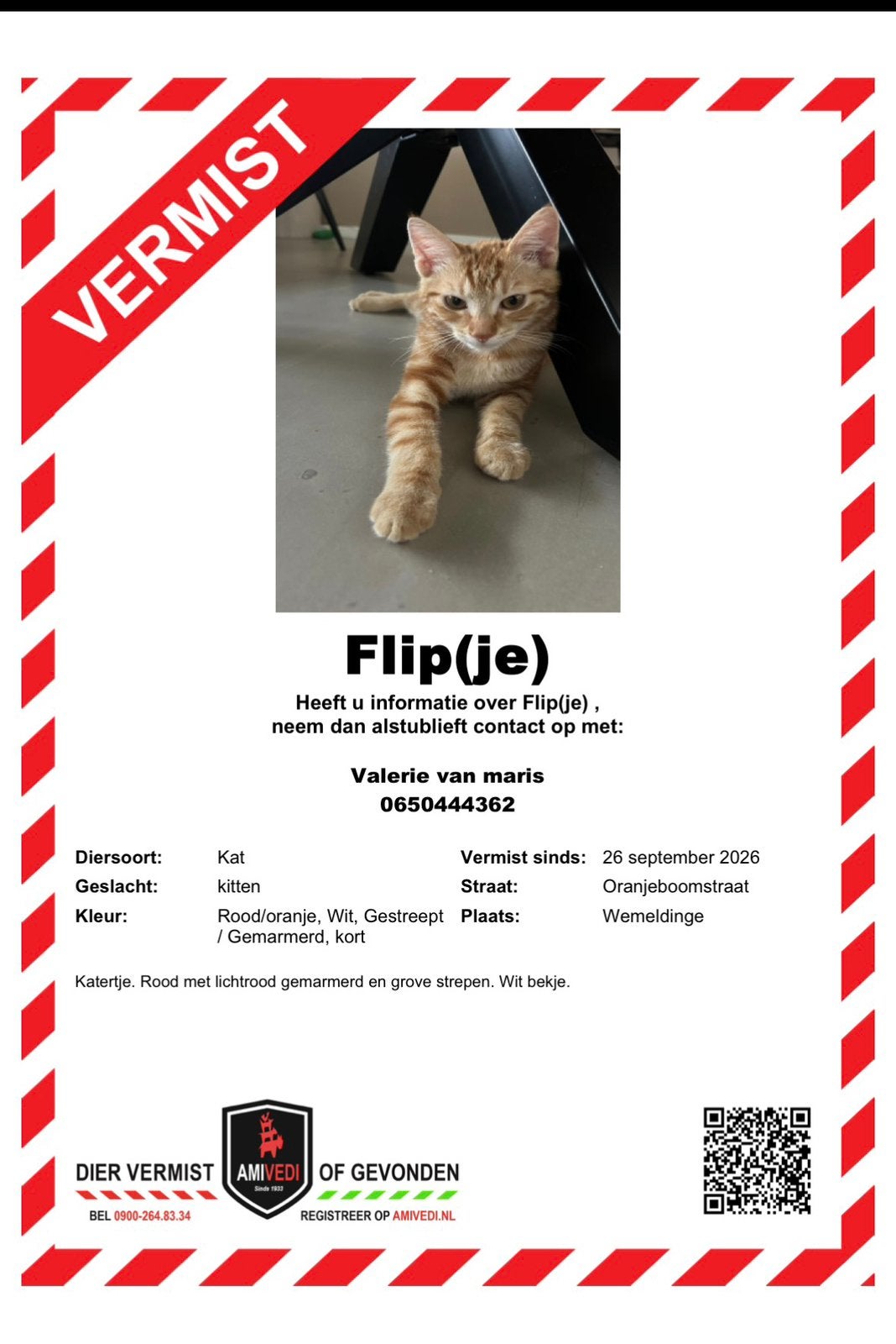 Kater flip vermist, Dieren en Toebehoren, Kat