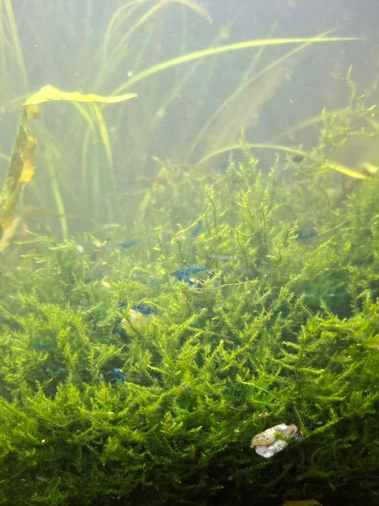 Te koop blue velvet garnalen en algeneters, Dieren en Toebehoren, Kreeft, Krab of Garnaal