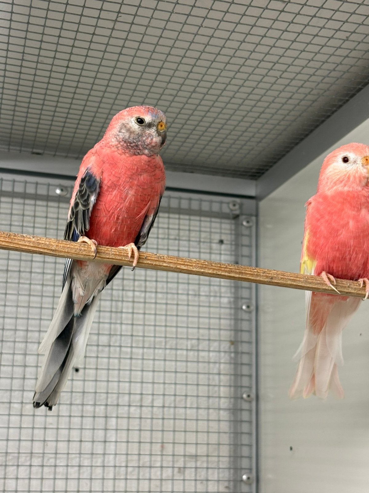 Koppel bourkes, Dieren en Toebehoren, Meerdere dieren, Parkiet