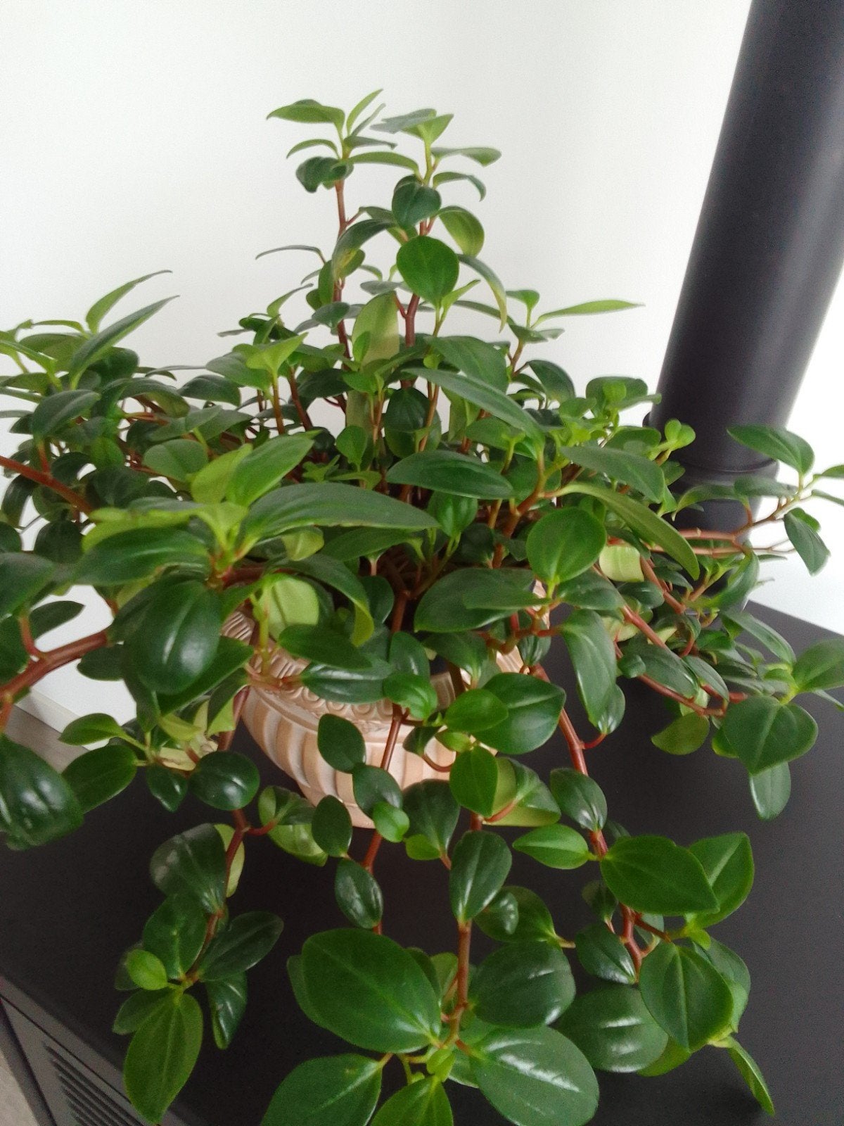 Hangplant € 3,95, Ophalen, Halfschaduw, Minder dan 100 cm