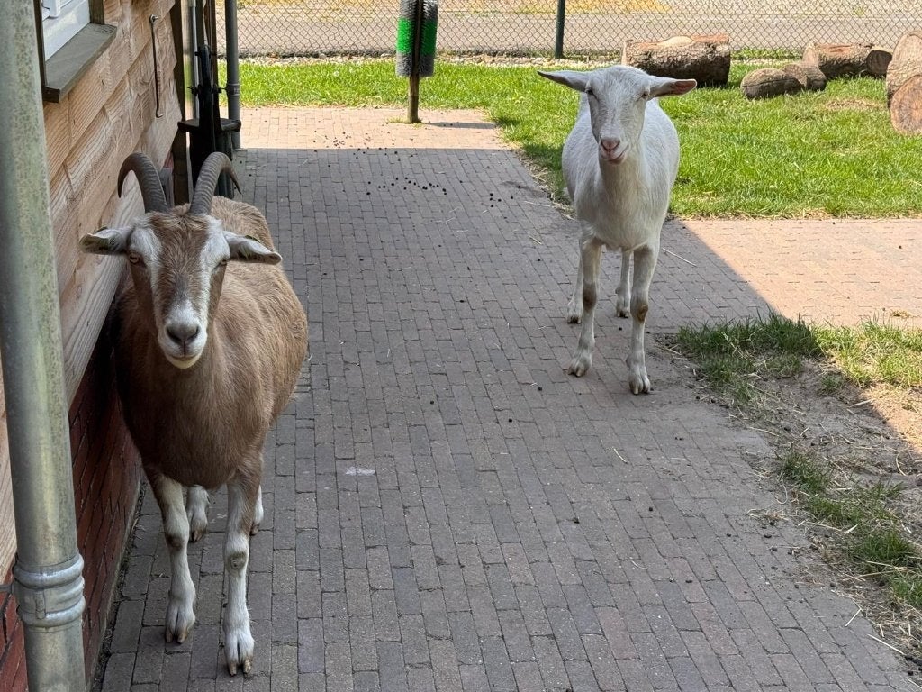 Melkgeit en Toggenburger te koop, Dieren en Toebehoren, Schapen, Geiten en Varkens, Vrouwelijk, Geit, 3 tot 5 jaar