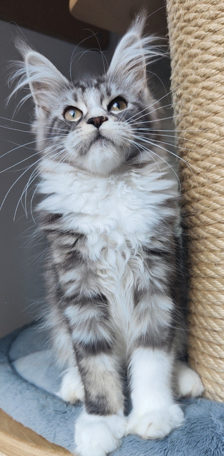 Raszuivere Maine Coon kittens met stamboom, Dieren en Toebehoren, Katten en Kittens | Raskatten | Langhaar, Meerdere dieren, 0 tot 2 jaar