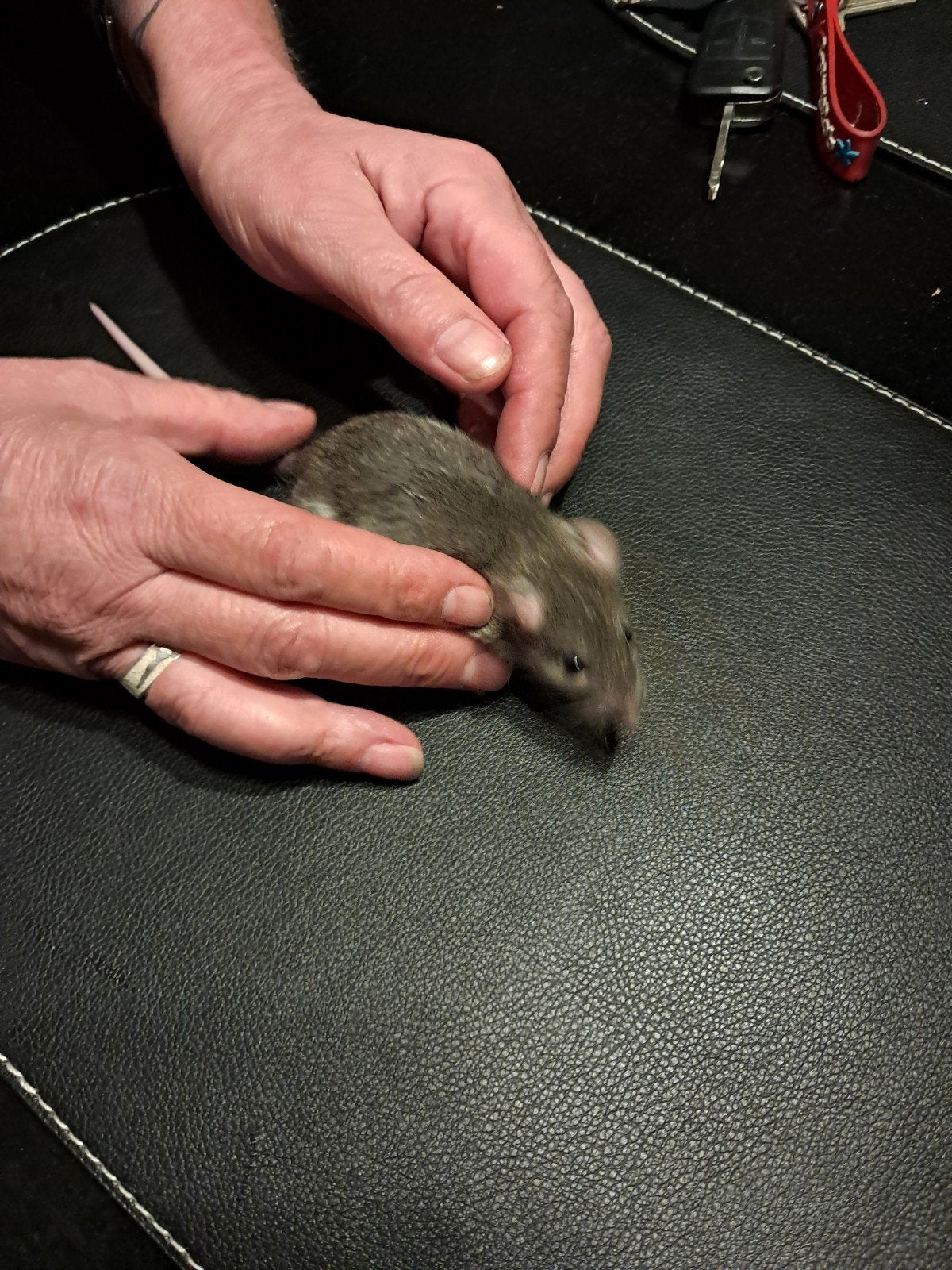 ratjes, Dieren en Toebehoren, Knaagdieren, Rat, Geslacht onbekend, Mei, Tam
