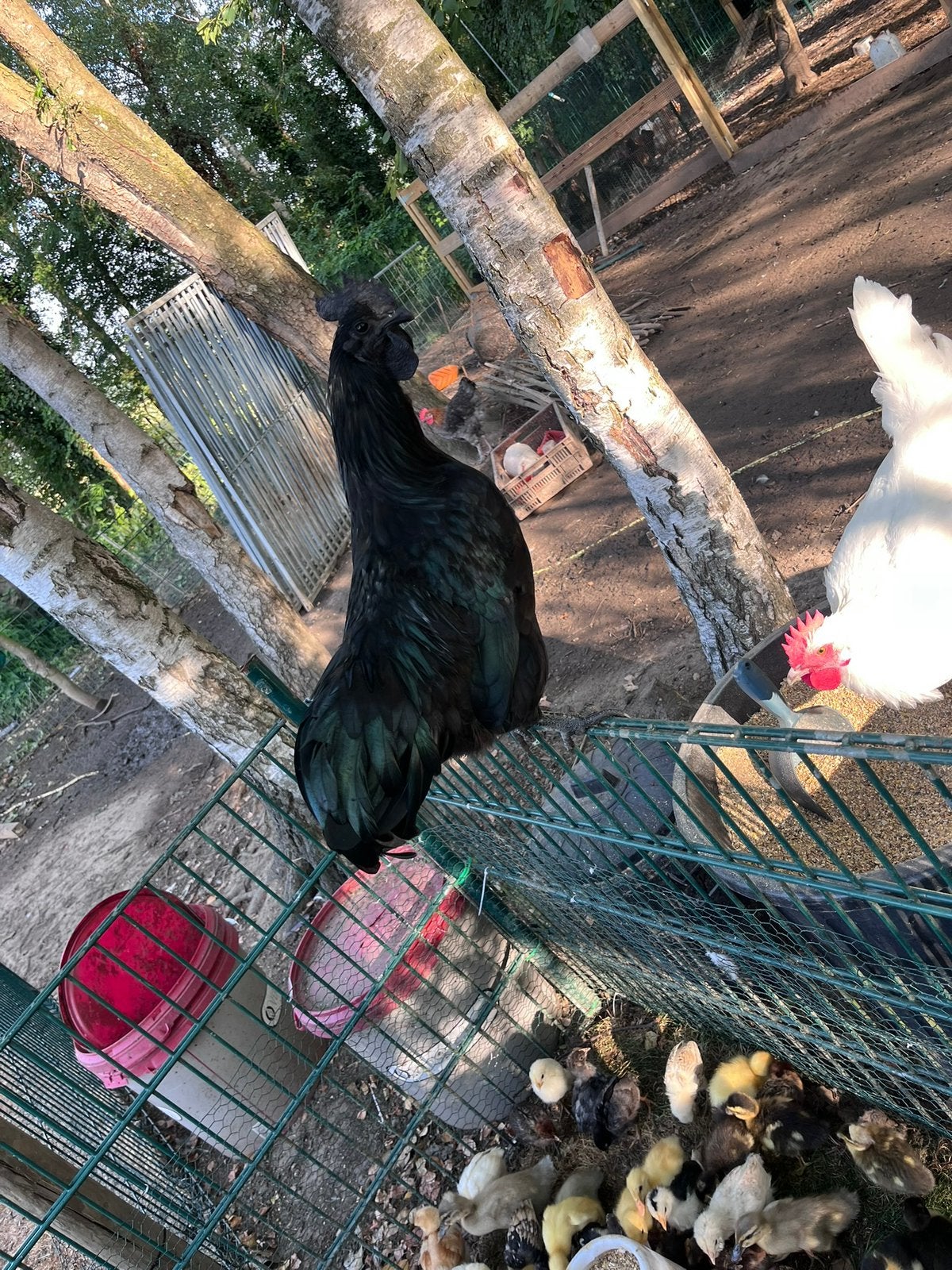 3 ayam cemani kippen en 1 hanen, Dieren en Toebehoren, Pluimvee, Meerdere dieren, Kip