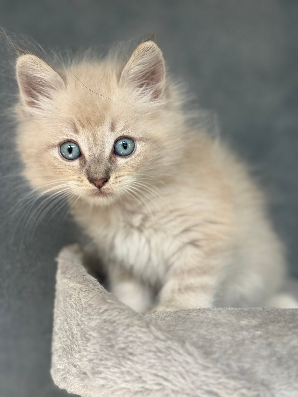 💕 Superlieve Ragdoll kittens - Blue Point & Blue Lynx 💕, Dieren en Toebehoren, Meerdere dieren, Gechipt