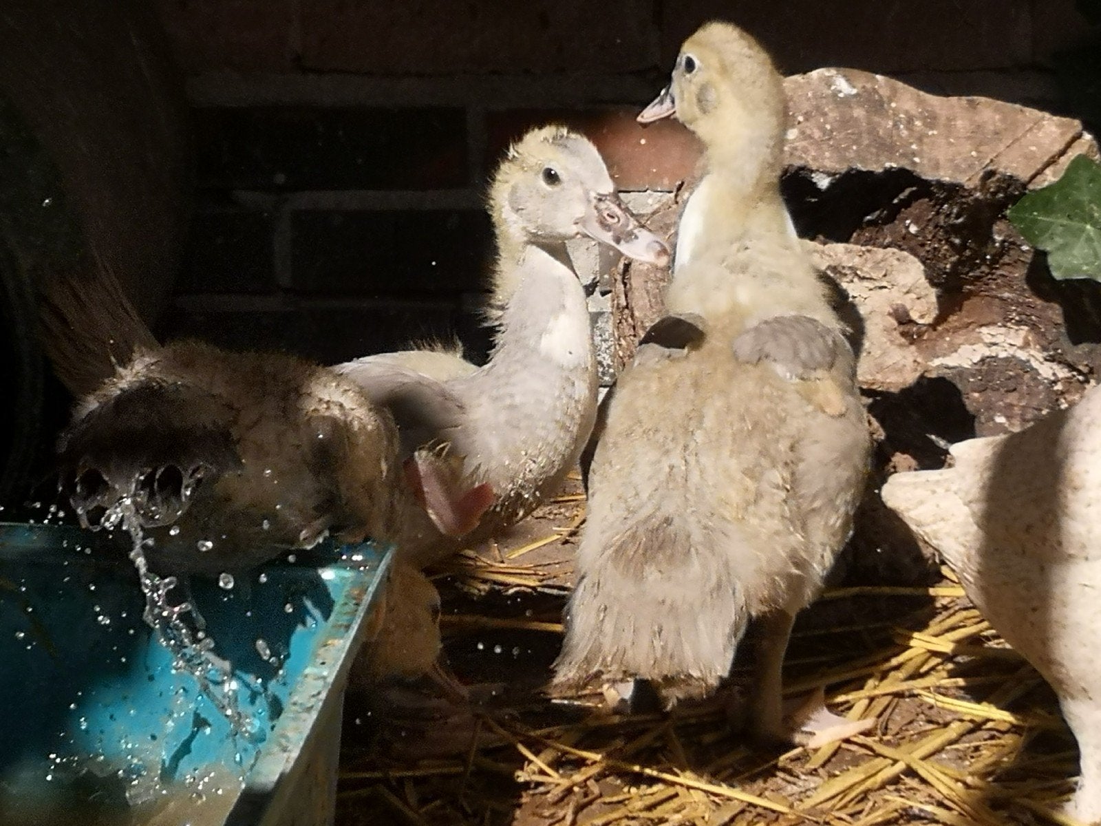 Kaspse Pullen, Dieren en Toebehoren, Eend