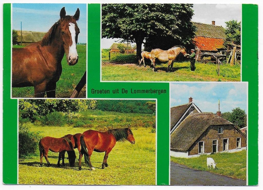 Reuver Vakantie Centrum Lommerbergen Ansichtkaart ( B5976, Verzenden, 1980 tot heden, Gelopen, Noord-Brabant