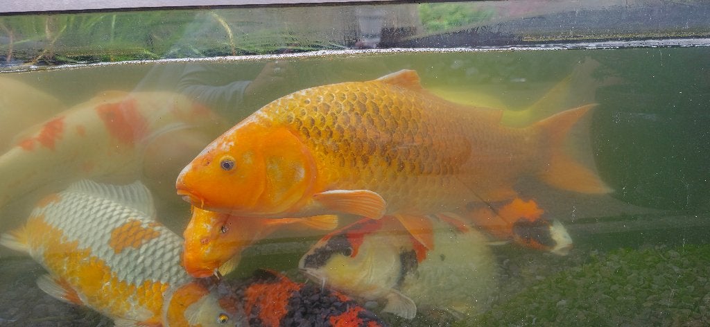 koi karper, Dieren en Toebehoren, Vissen | Vijvervissen, Karper of Koi
