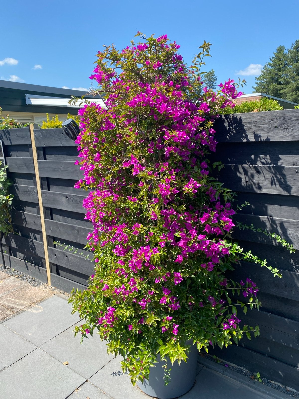 Bougainvillea: Mediterrane Klimplant met Felle Kleuren, Tuin en Terras, Planten | Tuinplanten, Ophalen, Volle zon, Vaste plant