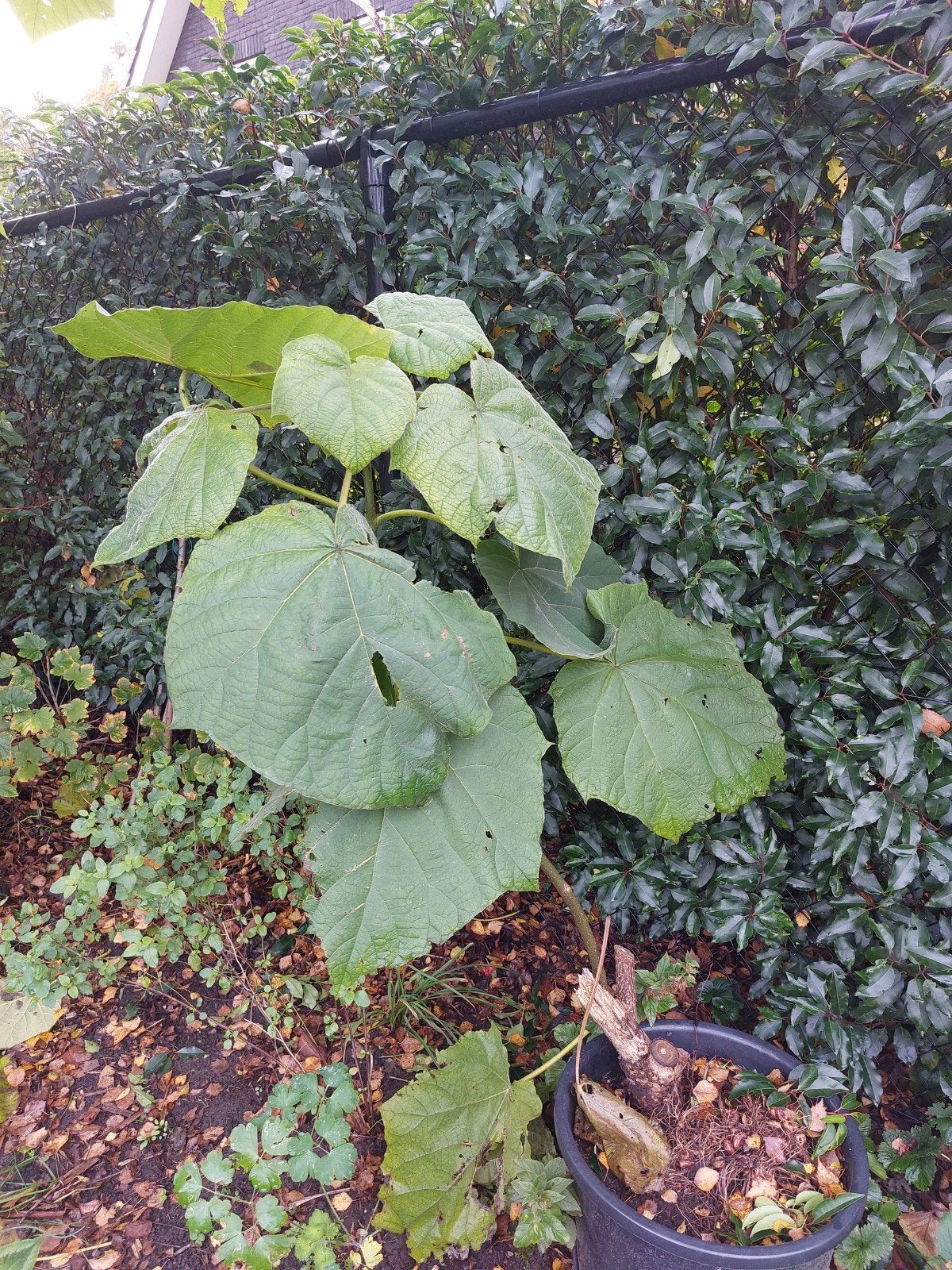 Anna Paulowna boom in pot, Ophalen of Verzenden, Vaste plant