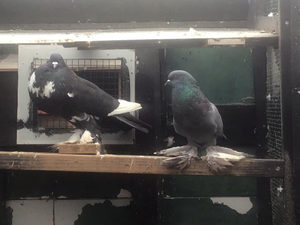 Koppel hollandse kroppers, Dieren en Toebehoren, Vogels | Duiven, Meerdere dieren