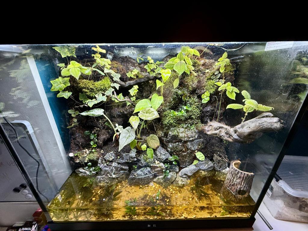 Paludarium compleet 51Dx71Bx65H, Dieren en Toebehoren, Reptielen en Amfibieën | Toebehoren, Ophalen, Zo goed als nieuw, Terrarium of Paludarium
