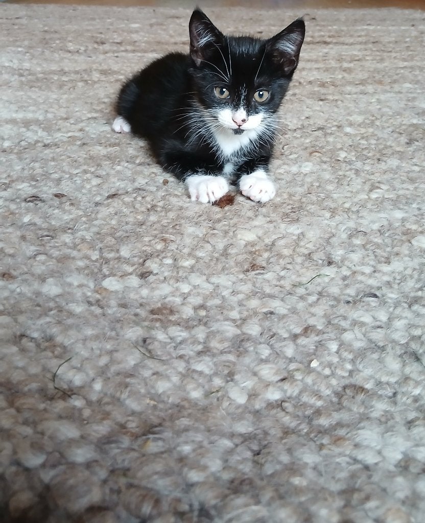 Nog 1 katertje beschikbaar, Kater, 0 tot 2 jaar