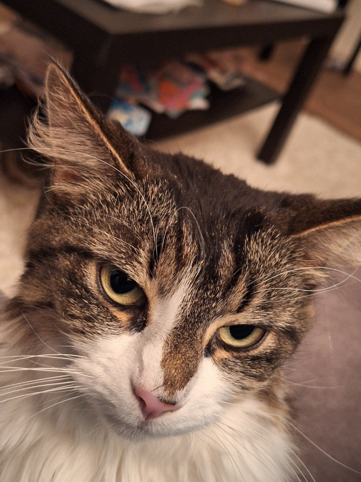 Hele lieve Noorse boskat te koop, Poes, Gechipt, 3 tot 5 jaar