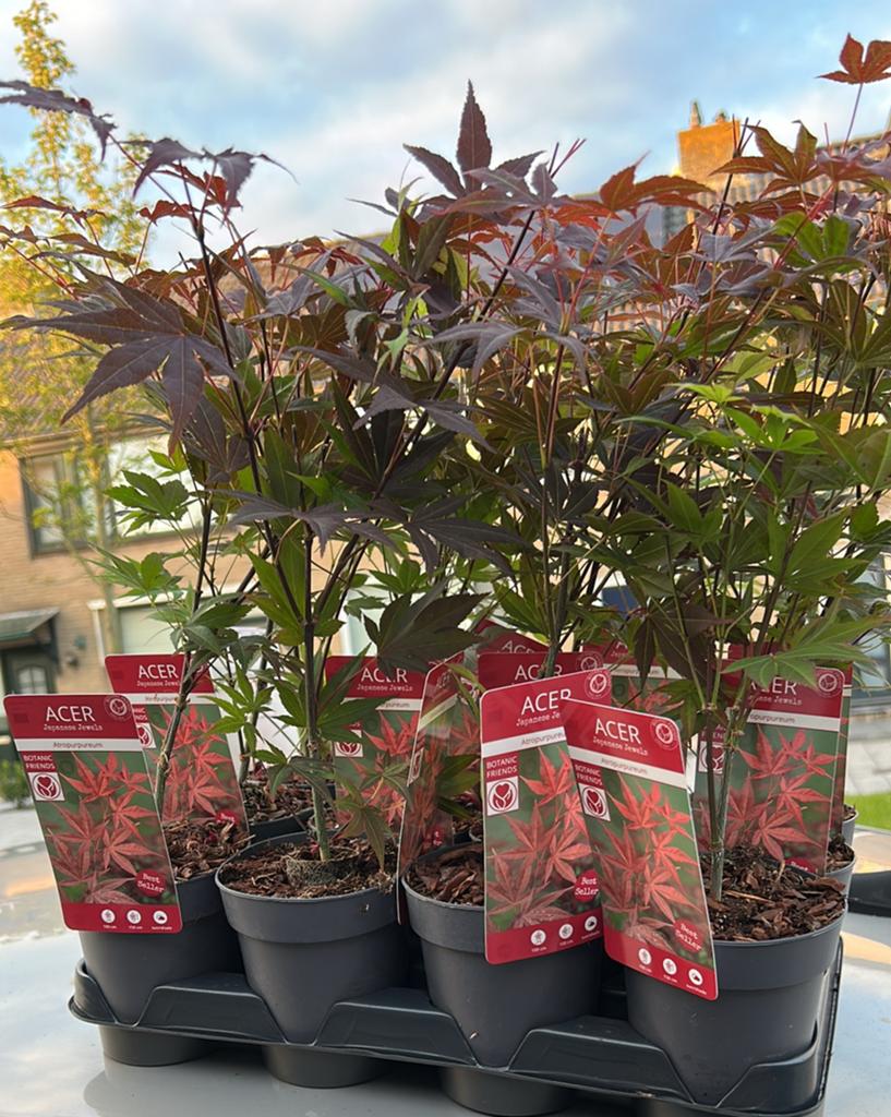ACER ATROPURPUREUM - JAPANSE ESDOORN, Ophalen, Bloeit niet, Overige soorten, Halfschaduw