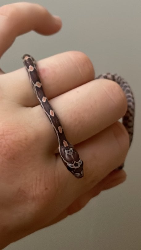 jonge Rattenslangen Pantherophis guttatus nakweek 26, Slang, Tam, 0 tot 2 jaar