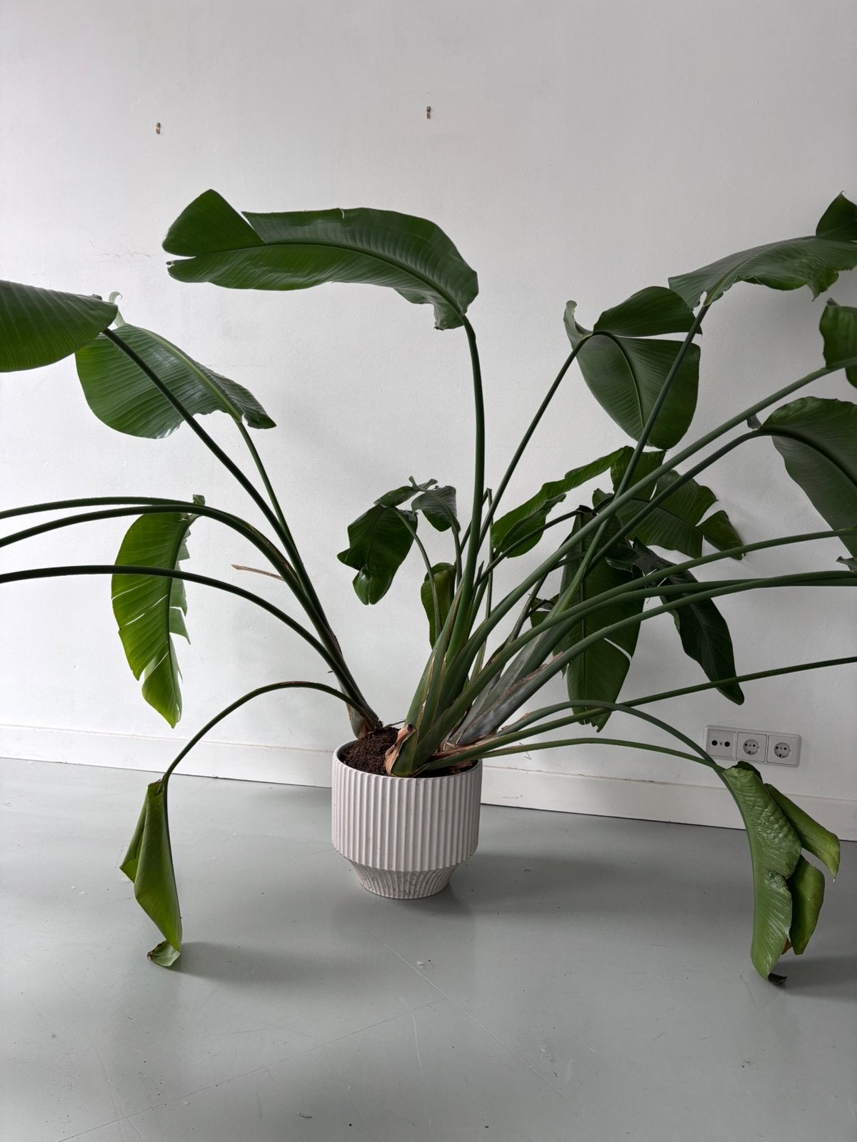 Grote sterlitzia of paradijsvogelplant. Zoekt nieuw thuis!, Ophalen, Halfschaduw, 200 cm of meer