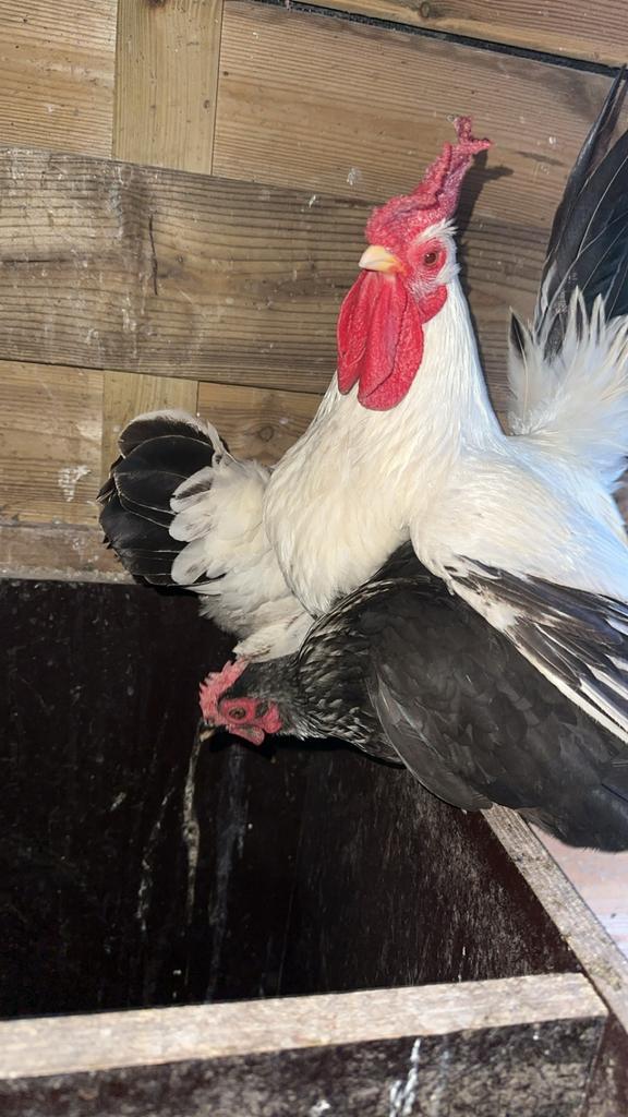 Chabo hennen en 1 haan, Dieren en Toebehoren, Pluimvee, Meerdere dieren, Kip