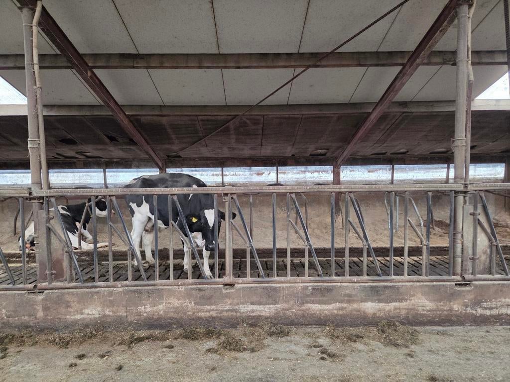 Voerhekken, Dieren en Toebehoren, Stalling en Weidegang