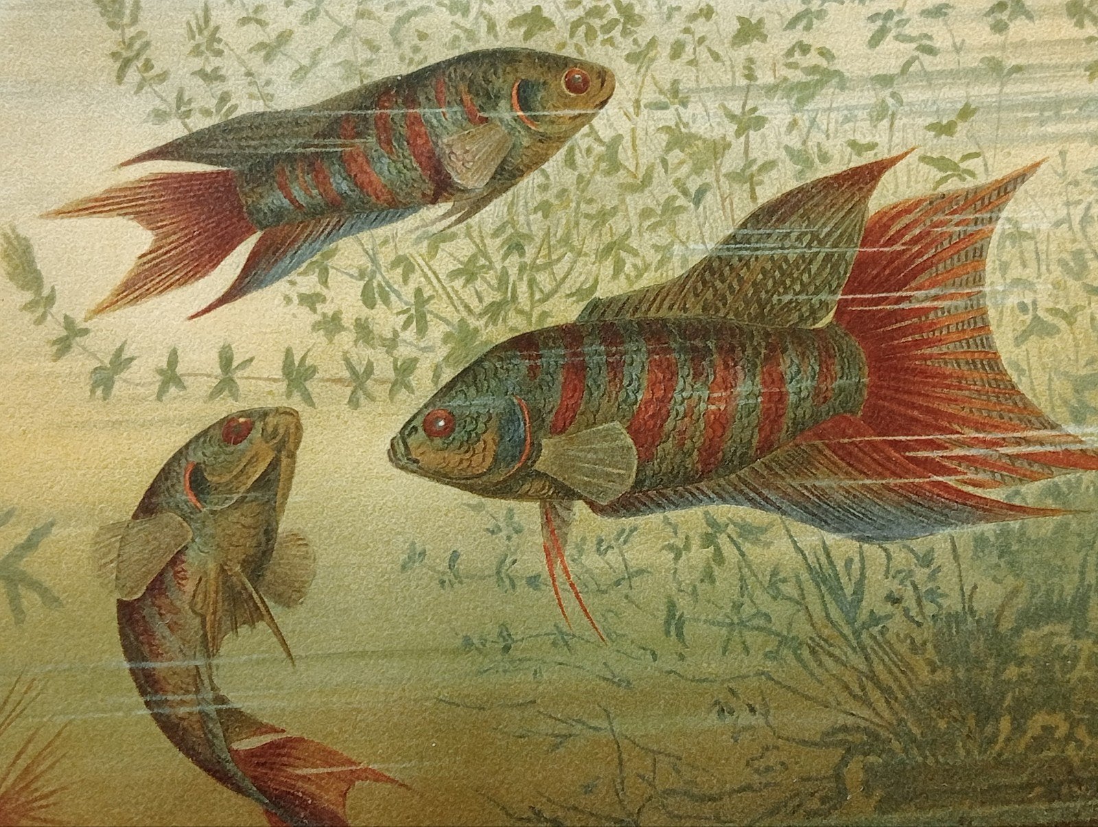 Litho 1895 Paradijsvis, Ophalen of Verzenden