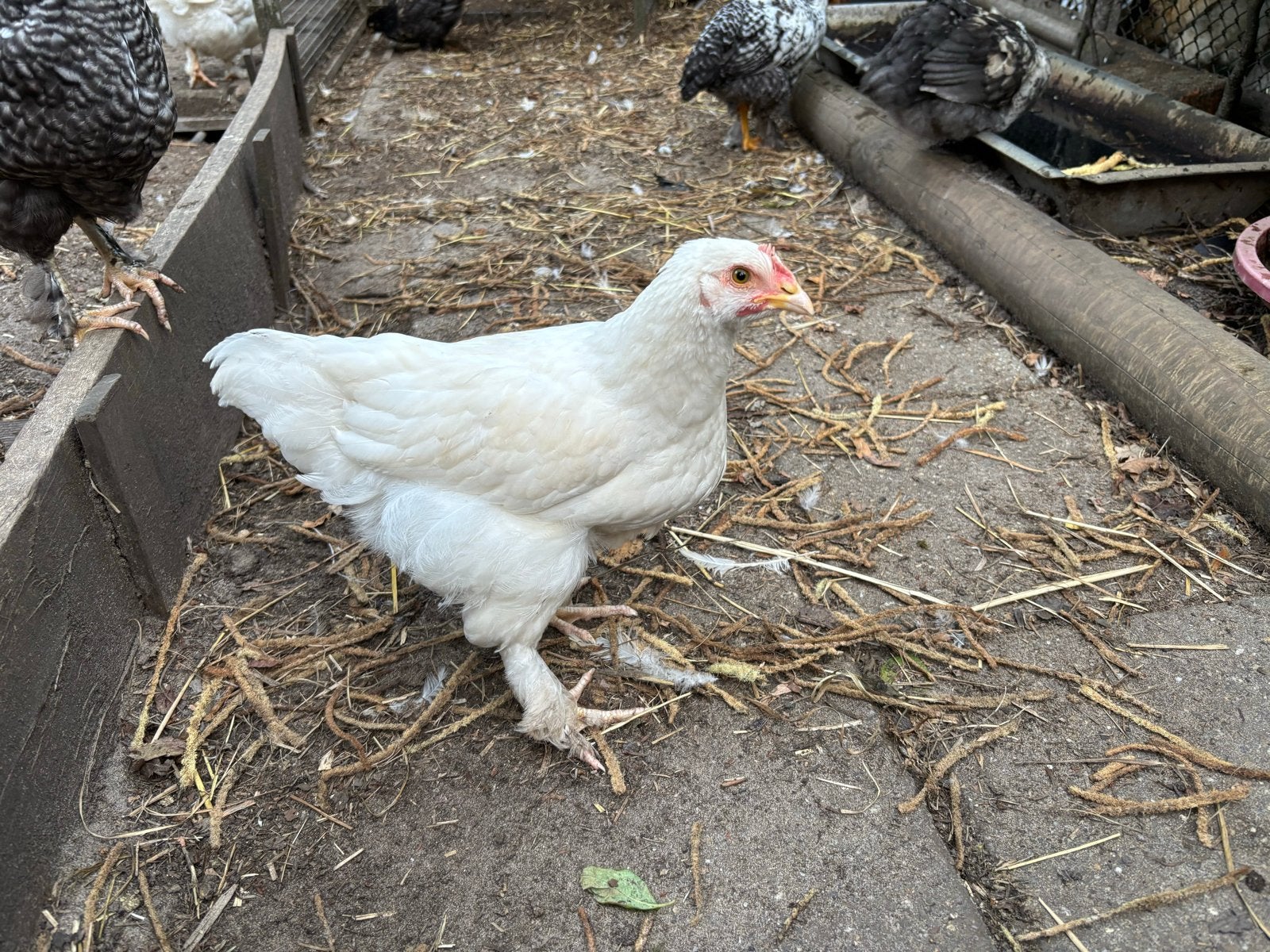 Jonge kippen, Dieren en Toebehoren, Meerdere dieren, Kip