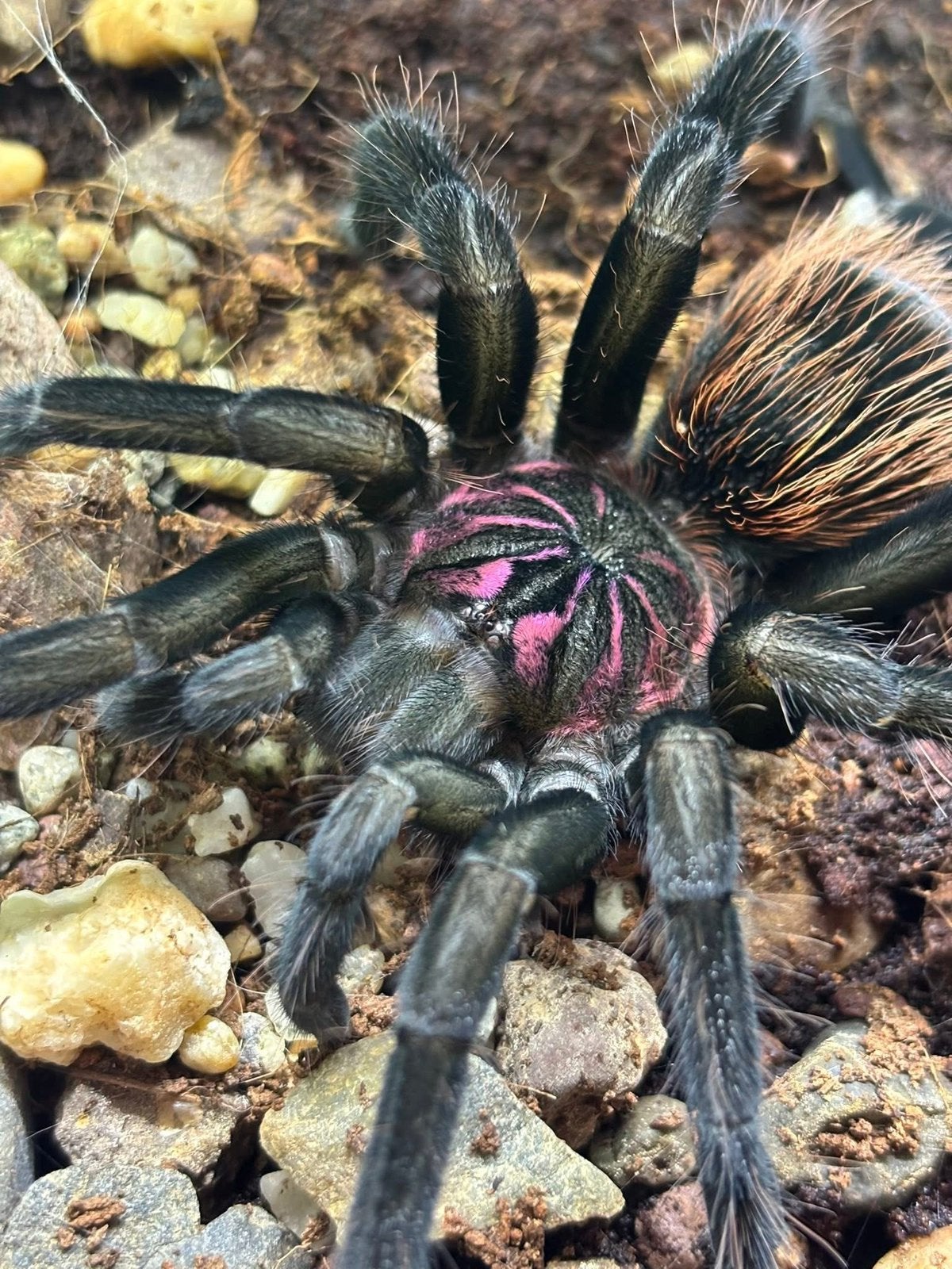 Xenesthis immanis - vogelspinnen, Spin of Schorpioen