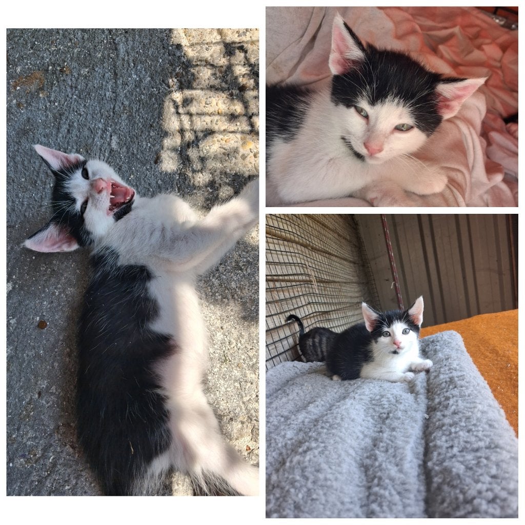 Kittens te koop!, Dieren en Toebehoren, Meerdere dieren, Kortharig, 0 tot 2 jaar