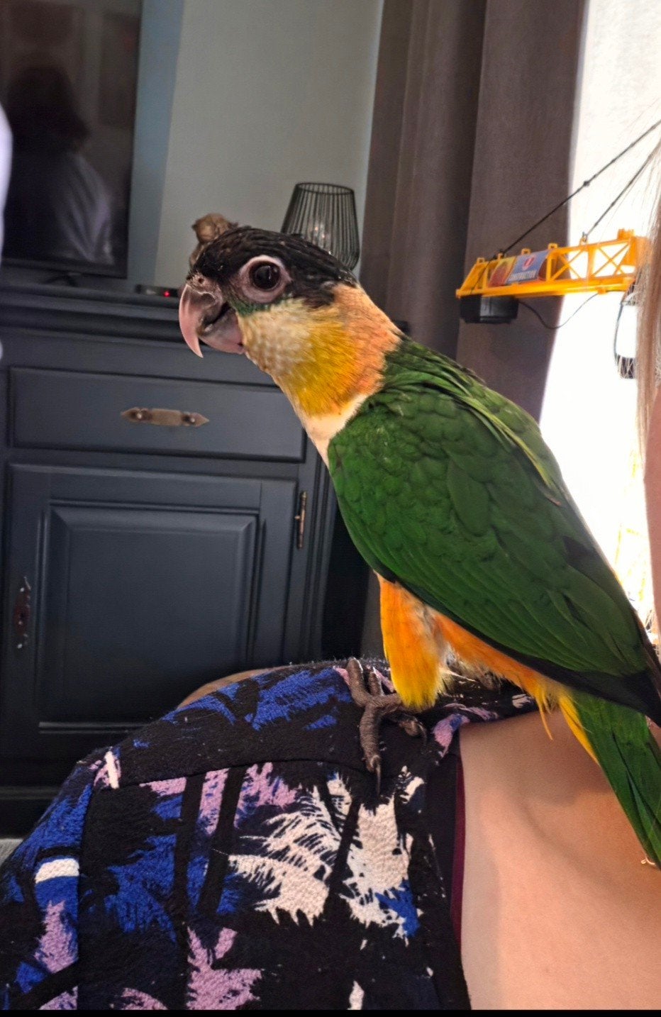 zwartkop caique man 2026, Mannelijk, Papegaai, Tam