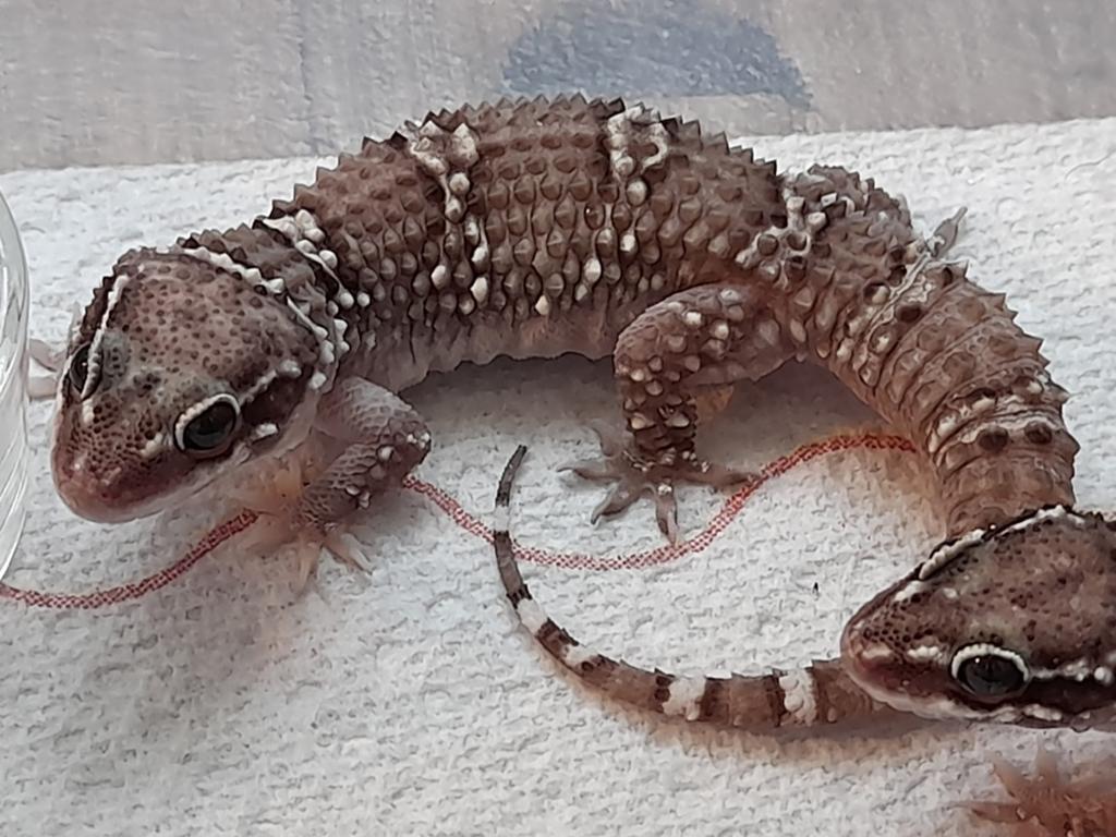 Leuke Hemidactylus gekko's Leopard Gecko - male for sale from Iris