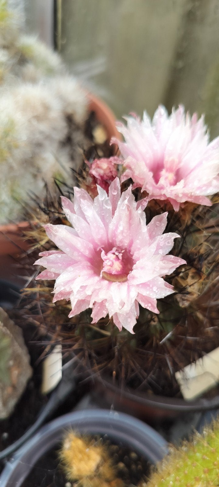 Bloeiende cactussen: Lobivia, Rebutia, Mediolobivia, Sulcore, Ophalen of Verzenden, Overige soorten