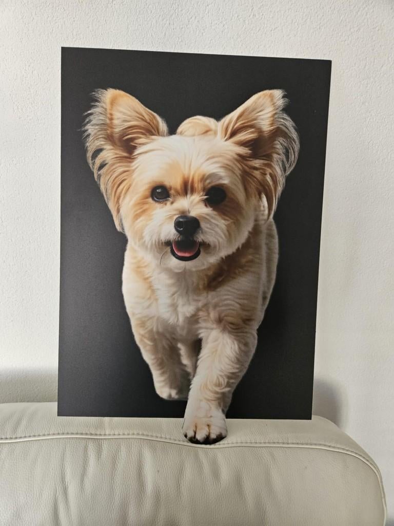 Unieke wanddecoratie op aluminium dibond, Eigen ontwerp, 40 cm, Verzenden, Meerkleurig
