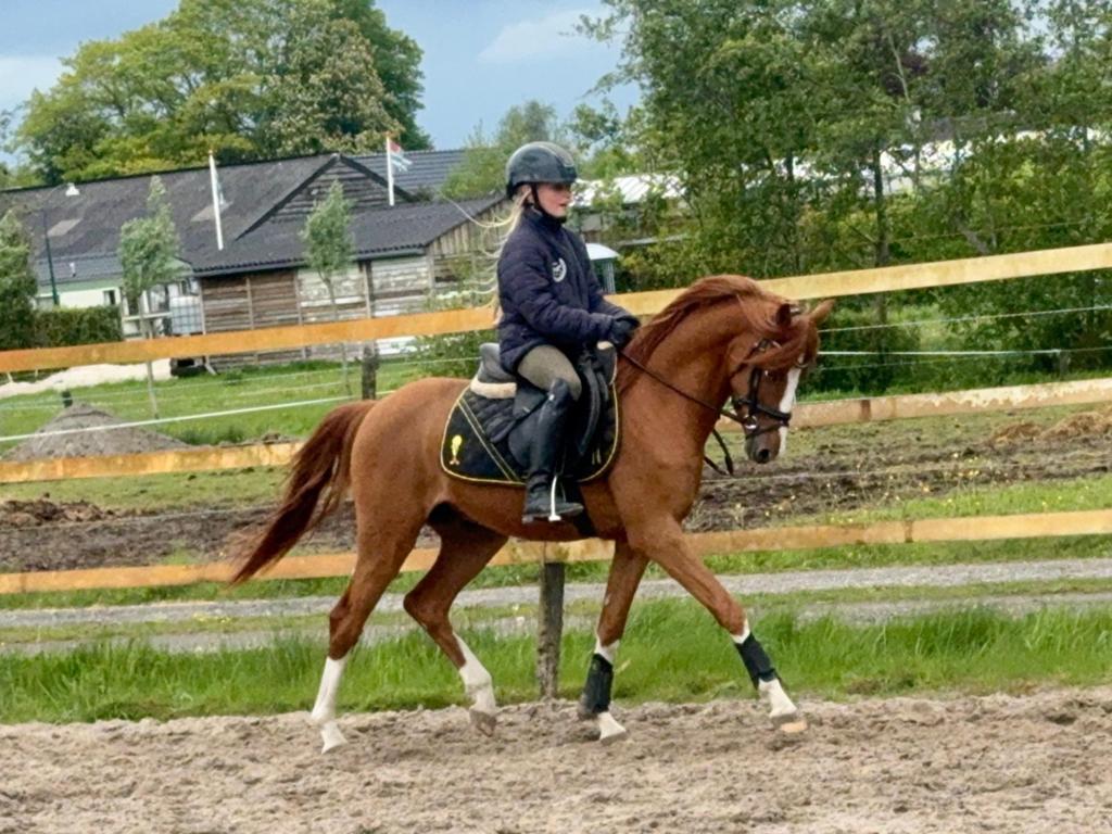 Zeer talentvolle 3 jarige C pony ruin, Dieren en Toebehoren, Pony's, Met stamboom, B, Ruin, 3 tot 6 jaar