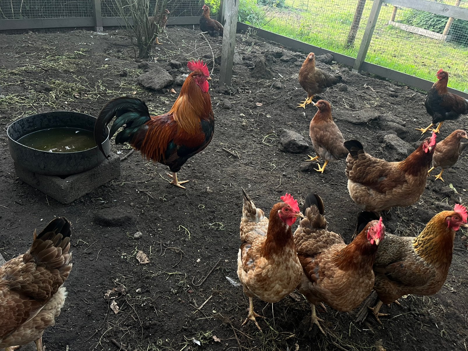 Welsumer kippen, Meerdere dieren, Kip